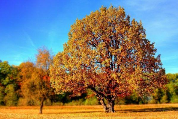The Long Tree Lifespan